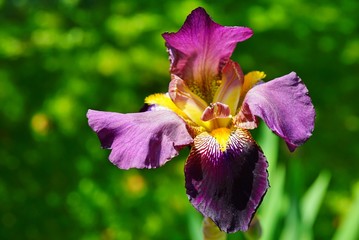 Purple and yellow bearded iris flower in bloom © eqroy