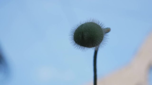 Green poppy pods (poppy heads)