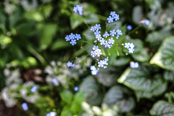 blue flowers in garden
