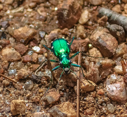 Naklejka premium Closeup of green bug on gravel 