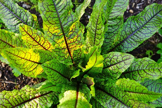Green leaves with dark red veins of the blood dock red sorrel plant rumex sanguineus