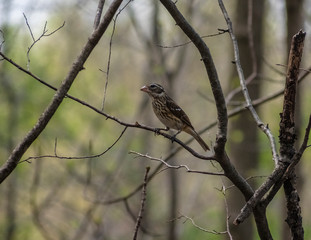 Sparrow on branch in woods 