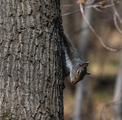 squirrel on a tree