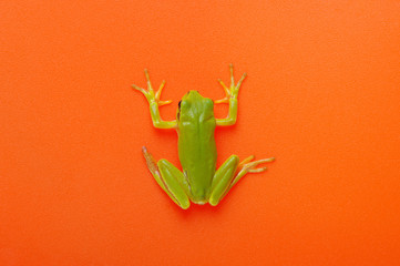 Green tree frog