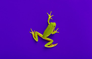 Fototapeta premium Green tree frog