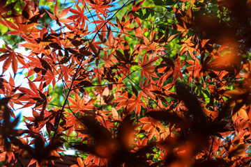 red and green leaves on tree