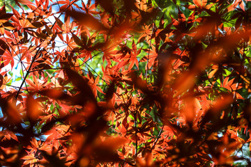red and green leaves on tree