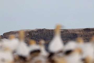 australasian gannet