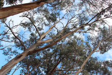 gum (?) trees in australia