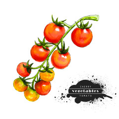 Cherry tomatoes isolated on white background. Illustration of a raw vegetable sketch. Veggiery and healthy nutrition.