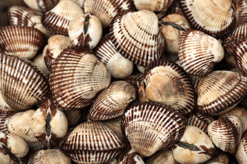 Scapharca subcrenata on white background 