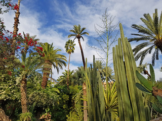 Lush vegetation in Majorelle garden - Morocco