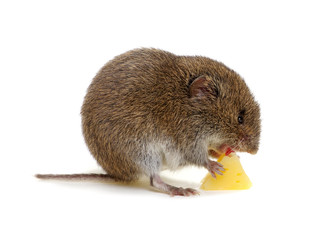 Mouse with cheese