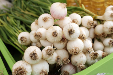 Green garlic - fresh natural spicy food ingredient. Young garlic as background. Organic vegetables and herbs on a farmer market. Healthy eating. A strong-smelling pungent. 