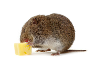Mouse with cheese