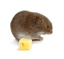 Mouse with cheese
