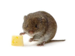 Mouse with cheese