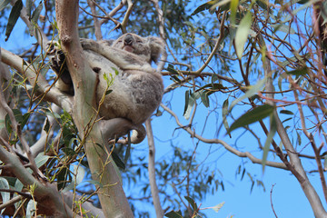 koala - australia