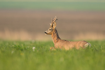 Roebuck - buck (Capreolus capreolus) Roe deer - goat