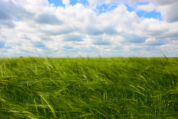 green field and blue sky