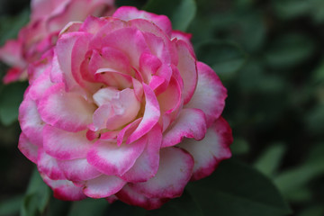Rose in Bloom