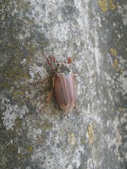 European Cockchafer beetle crawling on slate