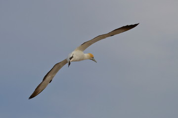 australasian gannet