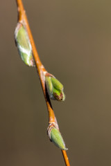  Young, green, spring bud, on a branch of a tree, close-up, macro.