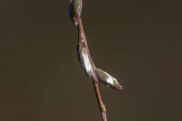 Young, green, spring bud, on a branch of a tree, close-up, macro.