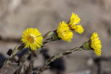 Beautiful, spring, yellow meadow flower close up.