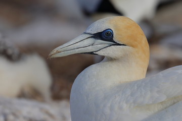 australasian gannet
