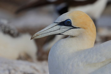 australasian gannet