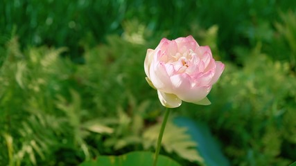 pink rose in the garden