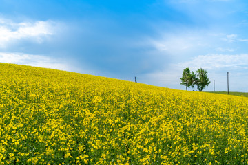 Fototapeta premium Rapeseed field in summer
