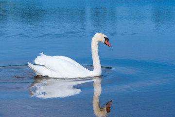 Naklejka na ściany i meble Swan swimming in the lake