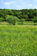 里山の初夏の大麦畑と森風景　