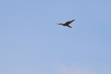 Fototapeta na wymiar brown falcon
