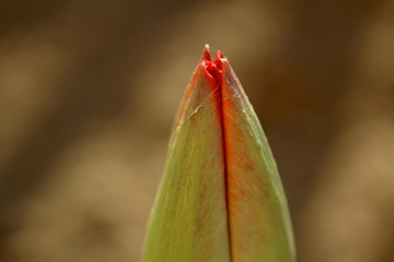 A macro photo of a not blooming red tulip on a brown earth background. green petals at the edges red with spiderweb flower bud