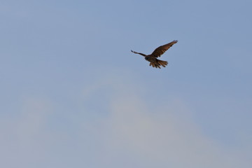 brown falcon