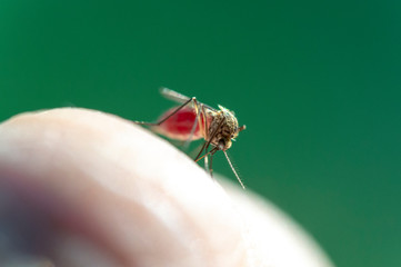 a mosquito drinks the blood of man closeup