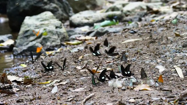 Group of butterflies puddling on the ground and flying in nature, Thailand Butterflies swarm eats minerals in Ban Krang Camp, Kaeng Krachan National Park at Thailand., Panning Right, Panning.
