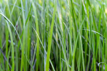 Fototapeta na wymiar green grass close-up macro photo with tinted