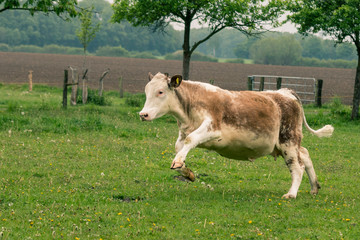 Junges Rind rennt über die Weide