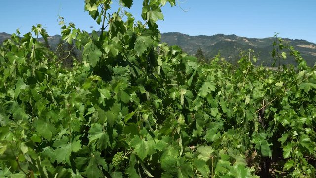 Horizontal view of unripe bunches in grapes plantation on sunny day blue sky background. Pulsano South of Italy vineyard wineries napa usa. beautiful early summer nature with immature green fruit.