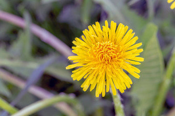 dandelion close-up; with blurred background and tinted. Clear plant petals macro photo