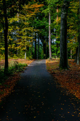 path in autumn forest