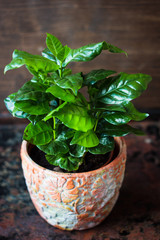Fototapeta premium Coffea arabica - coffee plant in a flower pot.
