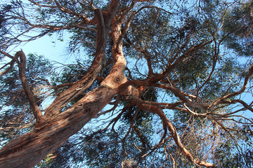 gum (?) trees in australia