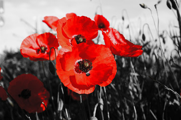 red poppies on black and white background