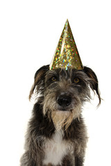 FUNNY BLACK DOG CELEBRATING A BIRTHDAY OR NEW YEAR WITH A GOLDEN PARTY HAT. ISOLATED AGAINST WHITE BACKGROUND.